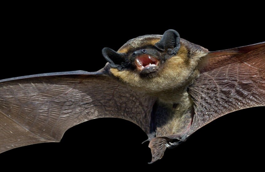 اكتشاف الآلية التي تحمي الخفافيش من الإصابة بالفيروسات