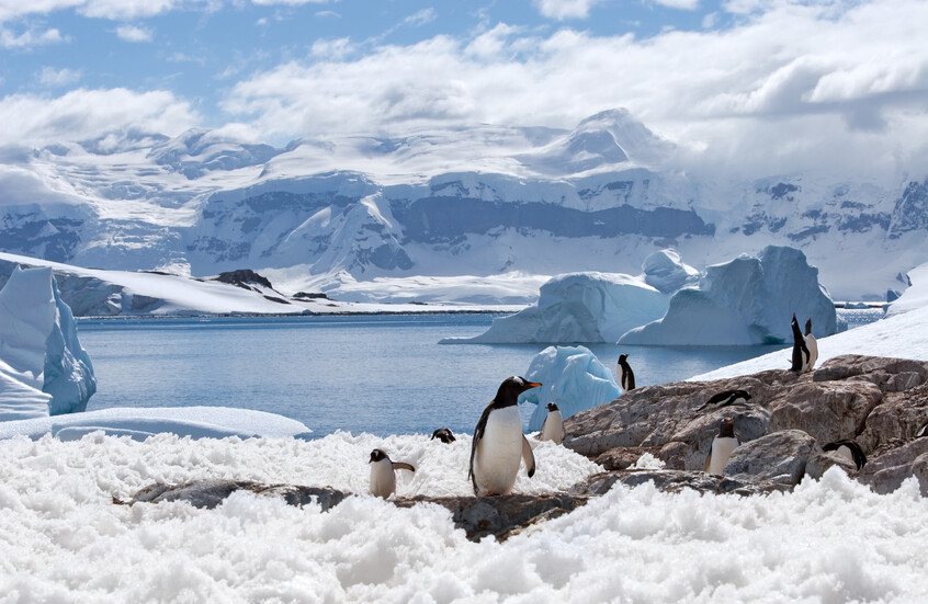 اكتشاف علمي صادم في أنتاركتيكا.. فضلات البطاريق تتحول إلى "مكيفات طبيعية" للكوكب!