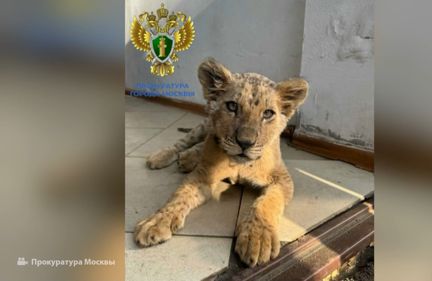 العثور على شبل آسيوي في موسكو