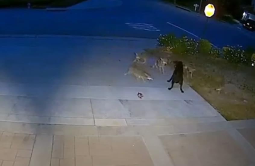 كلب "شجاع" يهزم خمسة قيوط في مواجهة ملحمية استمرت 45 دقيقة (فيديو)