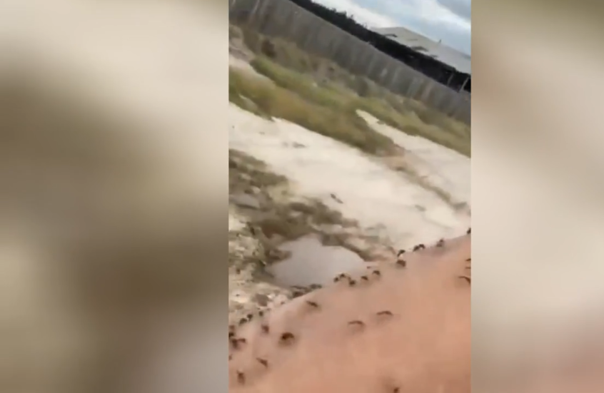 إعصار من البعوض يغزو ياقوتيا الروسية