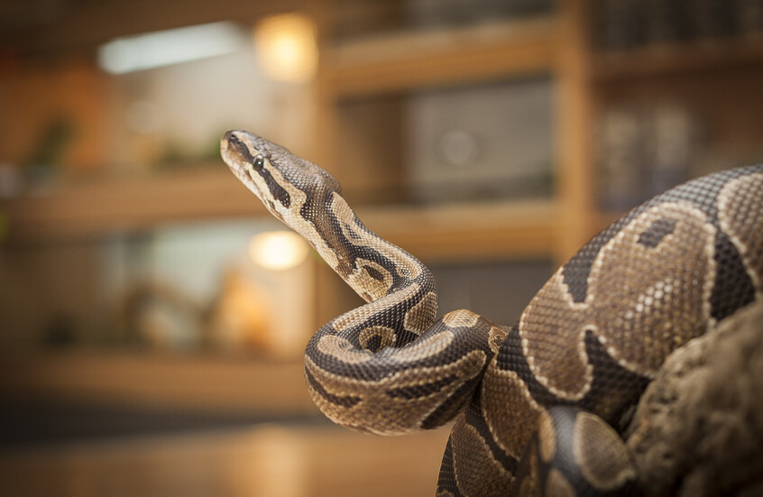 أفاعٍ في الممرات... احتجاج غير مسبوق يثير جدلا في مجمع سكني في بانكوك (فيديو)