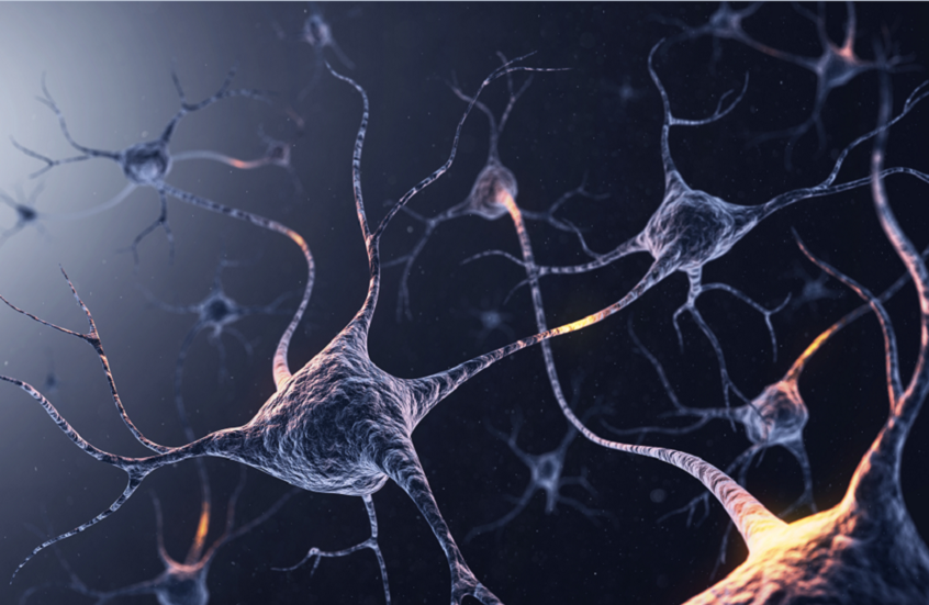 الدماغ مفتاح التحكم في الوزن!.. خلايا عصبية مسؤولة عن تأثيرات "سيماغلوتايد" المفيدة