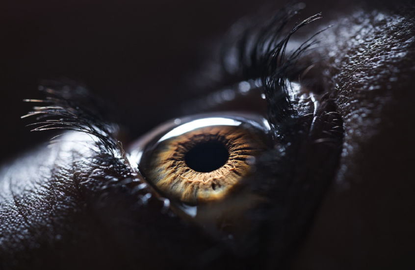 حدقة العين تكشف الصدق من الكذب!