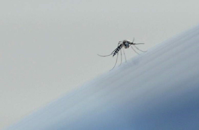 أعراض حمى شيكونغونيا