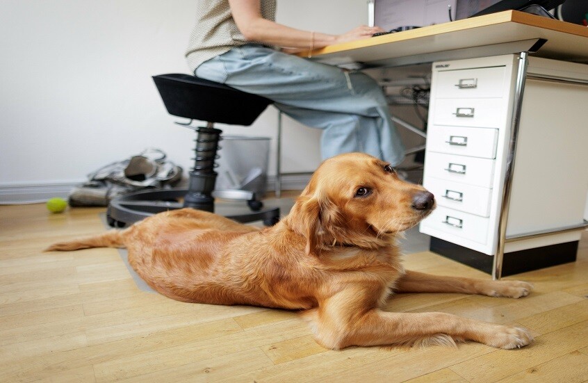 كلب يصبح "مسؤول السعادة الرئيسي" في شركة هندية!