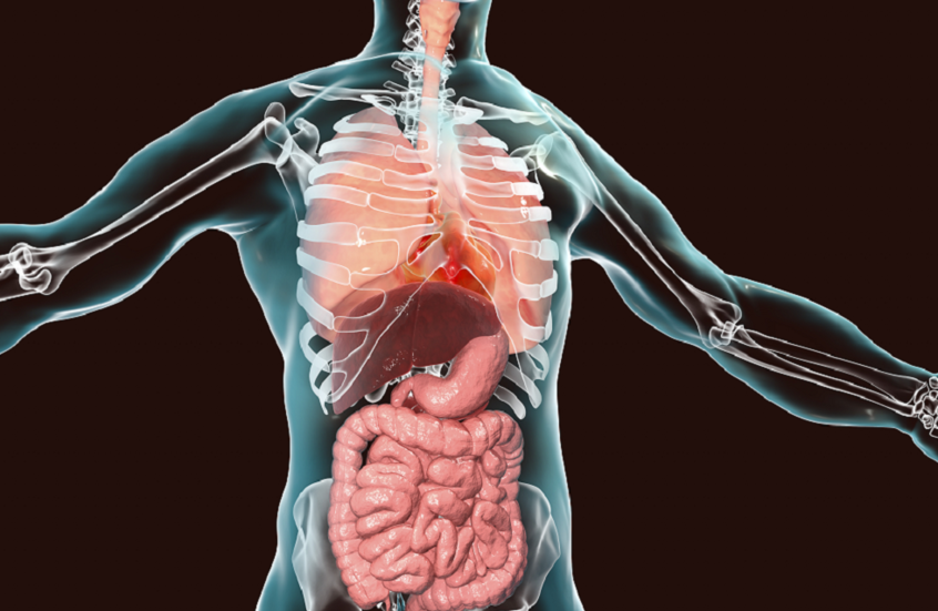 كيف يجدد الجسم نفسه باستمرار.. ولماذا يفشل أحيانا؟