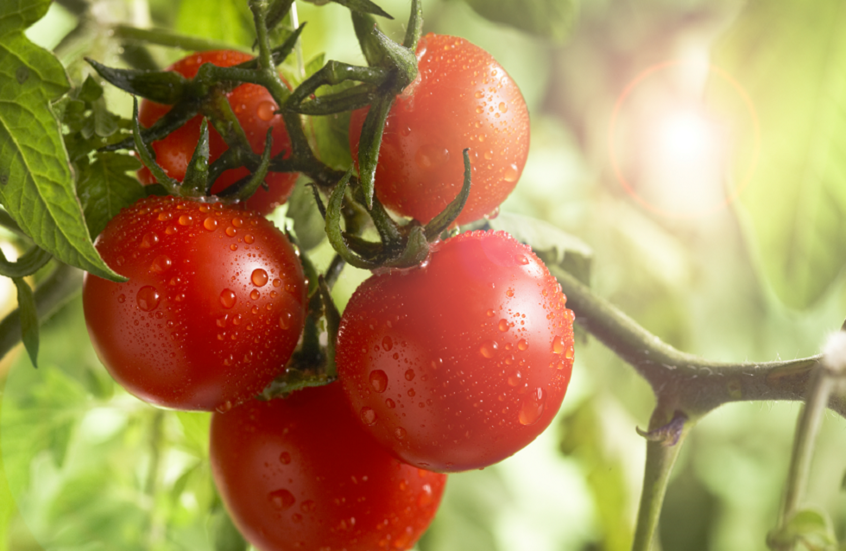 الولايات المتحدة.. سحب طماطم ملوثة بالسالمونيلا قد تفتك بالمستهلكين