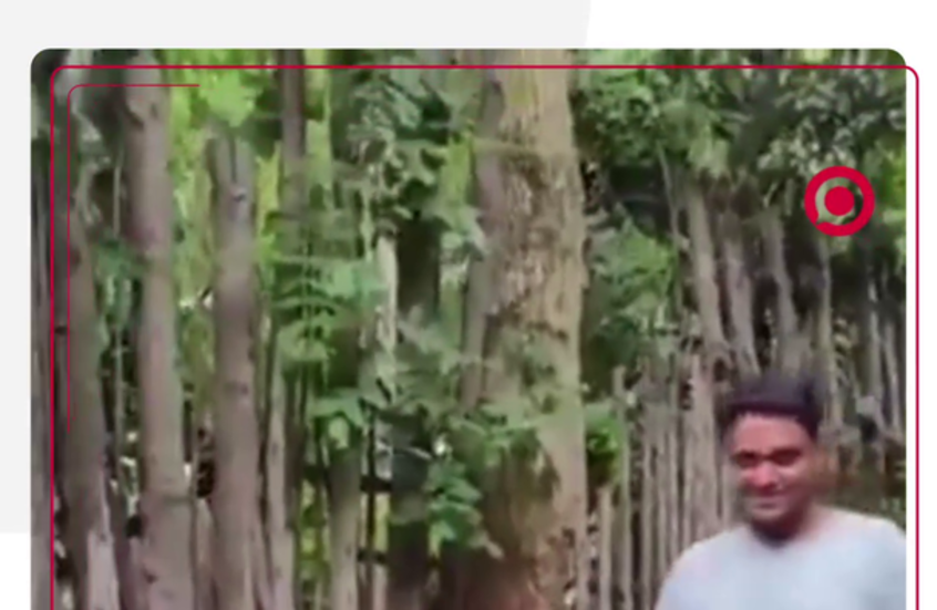 نمر ضخم يهاجم سائحا في تايلاند