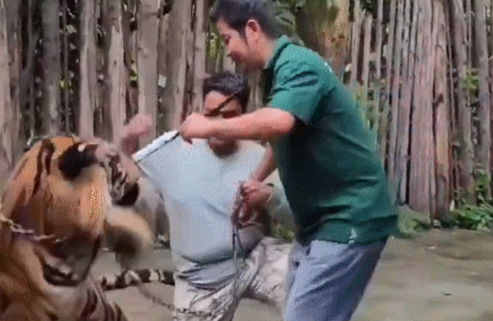 لحظات من الرعب.. نمر ضخم ينقض على سائح أثناء "سيلفي" في تايلاند! (فيديو)