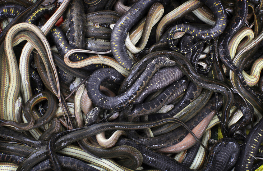 الهند تحبط تهريب ثعابين نادرة بمطار مومباي (صور)