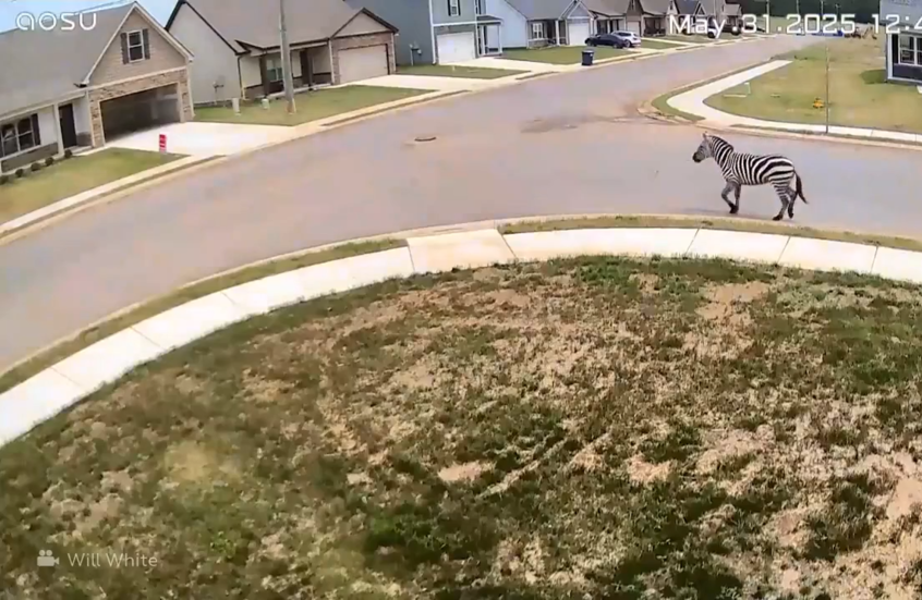 حمار وحشي يثير فوضى في تينيسي الأمريكية