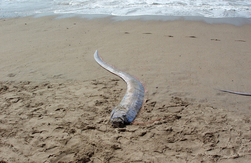 ظهورها ينذر بالكوارث.. العثور على "سمكة يوم القيامة" على شاطئ أسترالي