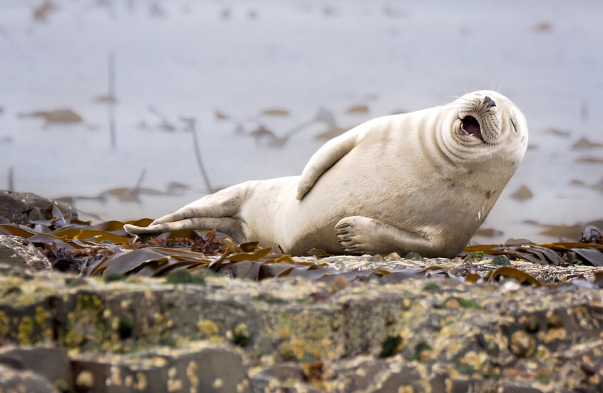 أطرف اللقطات من مسابقة نيكون للكوميديا والحياة البرية هذا العام (فيديو)