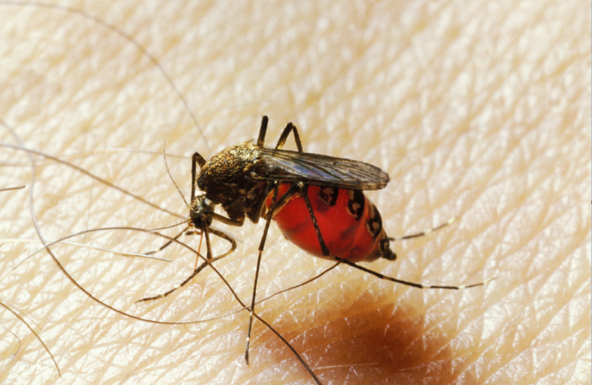 "التزاوج القاتل".. سلاح غير تقليدي يقضي على البعوض ويحارب الملاريا