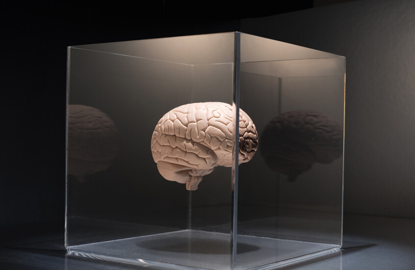 مفاجأة علمية.. مادة في البول تكشف أسرارا مخبأة في أنسجة أدمغة عمرها 200 عام