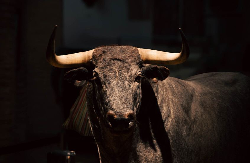 ثور طليق في شوارع برمنغهام الإنجليزية (فيديوهات)