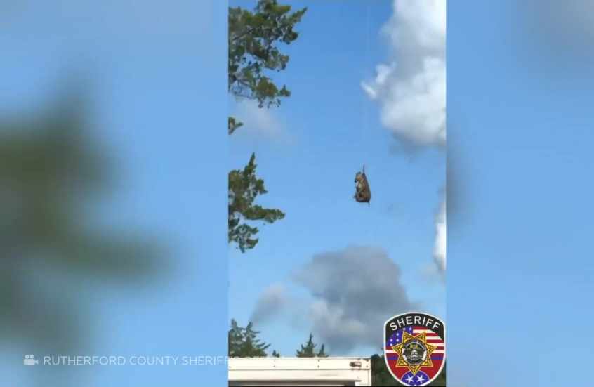 بعد عمليات بحث دامت عدة أيام.. القبض على الحمار الهارب ونقله جوا إلى منزله في الولايات المتحدة