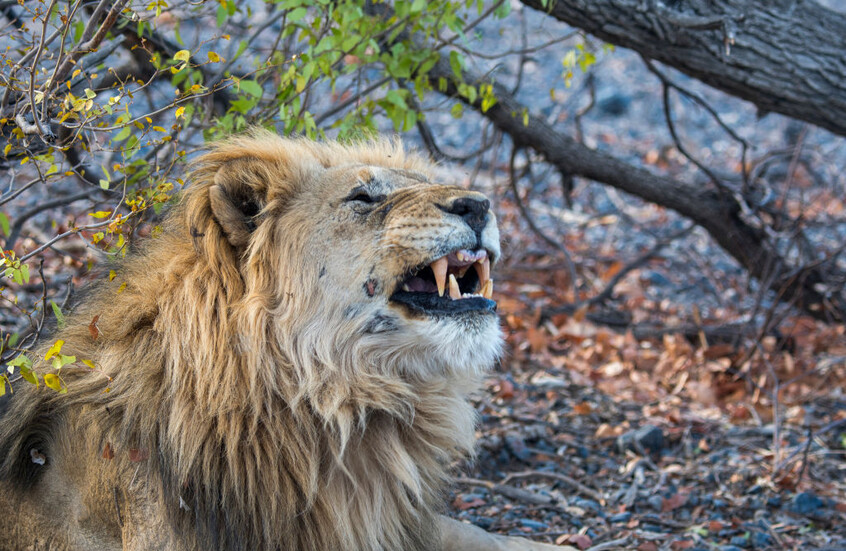 أسد يقتل رجل أعمال ألماني أمام أعين زوجته وأصدقائه شمال غرب ناميبيا