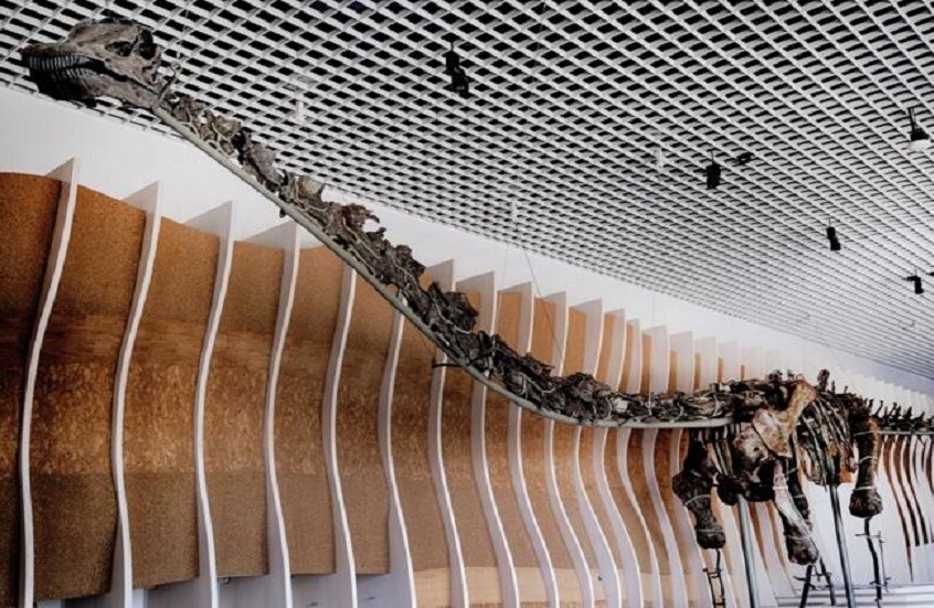 علماء: ديناصورات الصوروبودا كانت سحالي عاشبة ونهمة