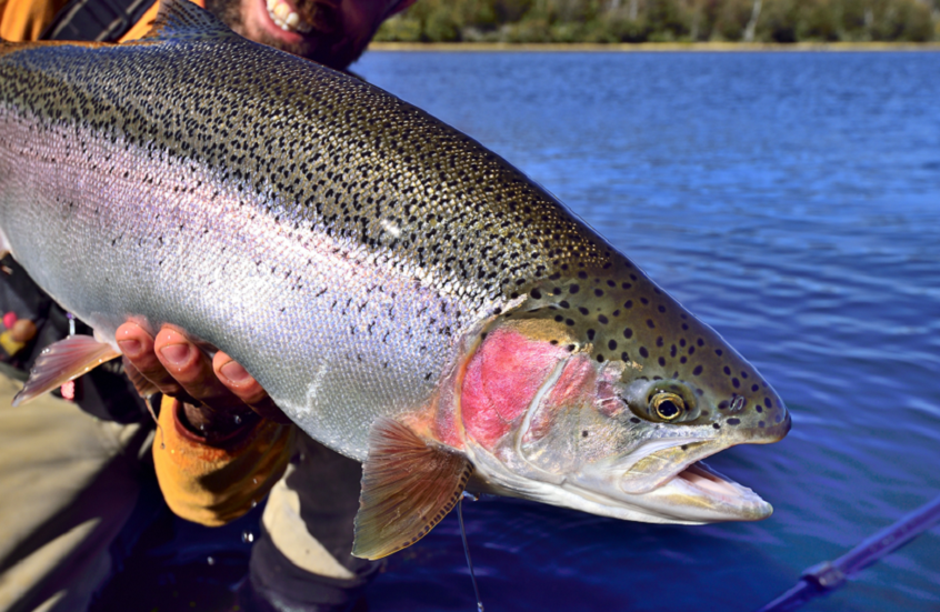 دراسة مفاجئة.. الأسماك تشعر بالألم كالإنسان!