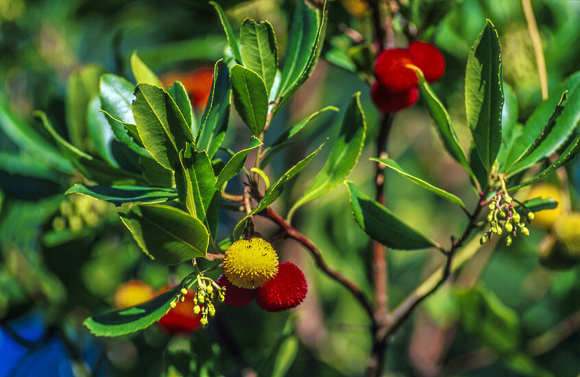 "قاتل أبيه".. نبات متوسطي يظهر فعالية في علاج التهاب القولون التقرحي