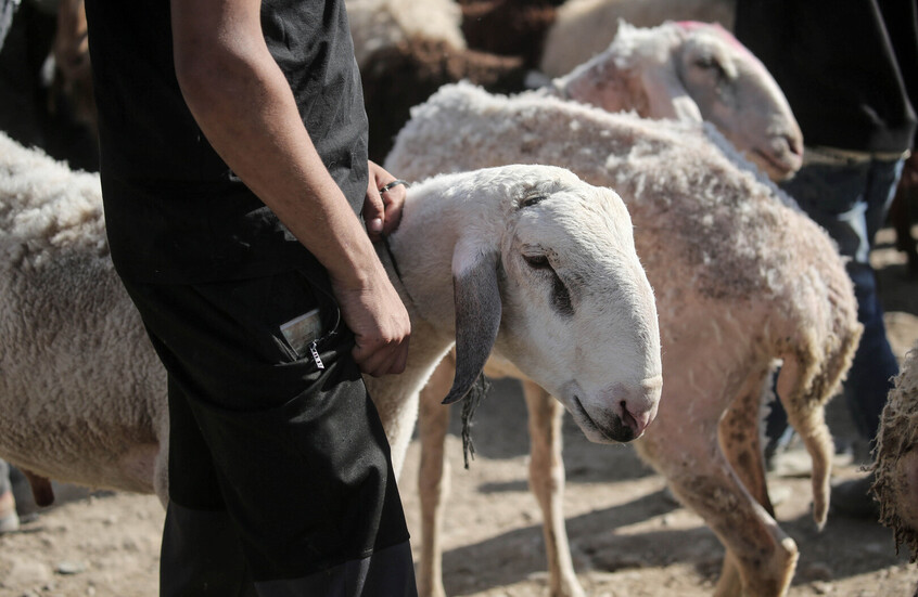 تونس.. سور المنستير "ينزف دم خروف" ويتوارى خلف البيوت الشاهقة (صور)