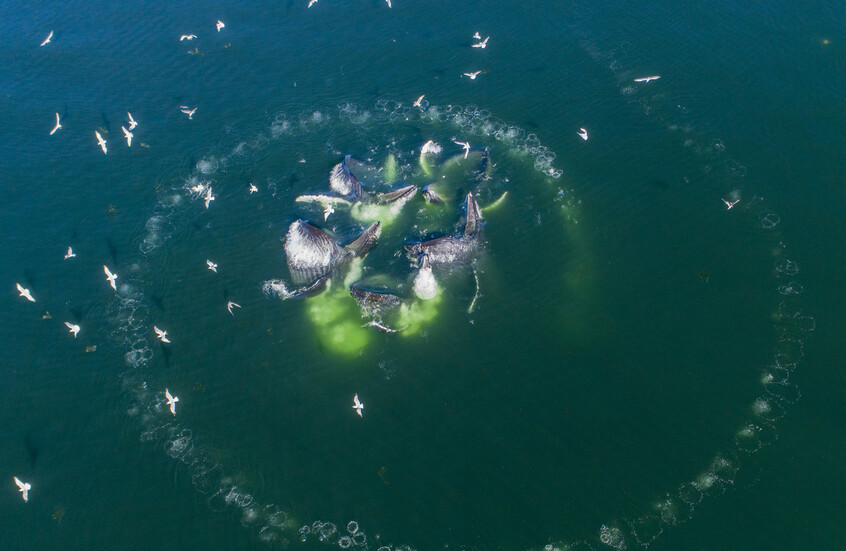 حوار غير متوقع.. علماء يوثقون وسيلة فريدة تخاطب بها الحيتان الحدباء البشر