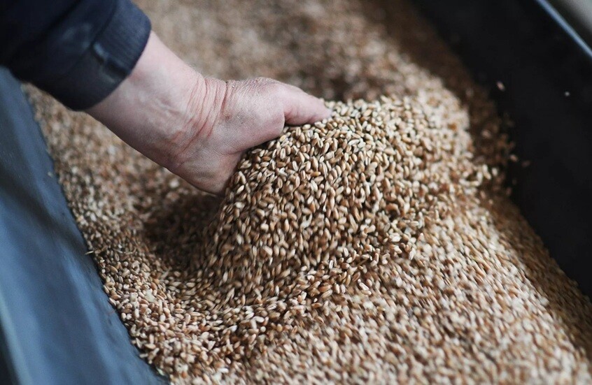 روسيا تخفض الرسوم الجمركية على صادرات القمح من 18 إلى 24 يونيو