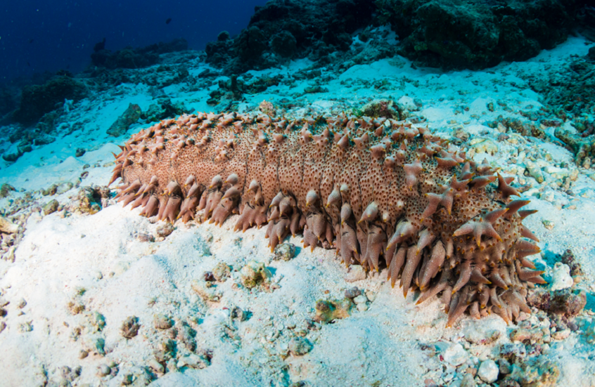 خيار البحر "يخفي" سلاحا مضادا للسرطان