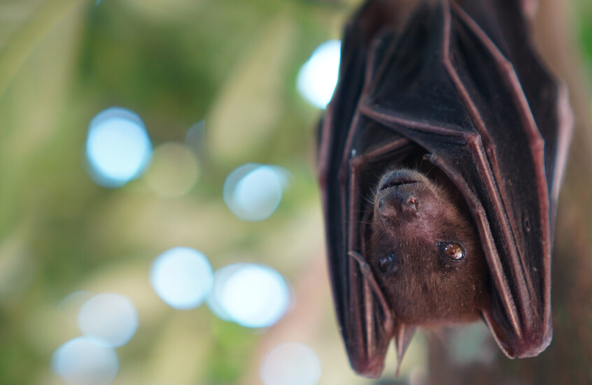 الخفافيش تكشف أسرار مقاومة السرطان!