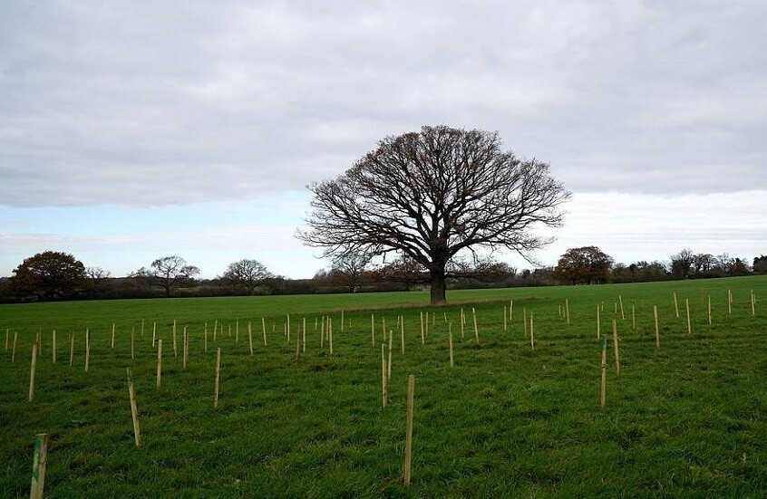 هل تساهم زراعة الغابات في مكافحة انبعاثات ثاني أكسيد الكربون؟