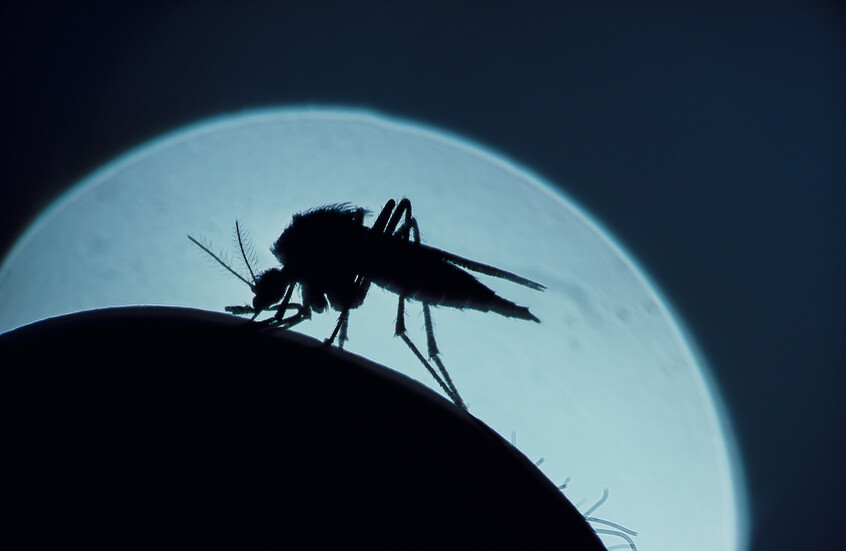 كيفية التمييز بين لدغات حشرات الصيف الشائعة