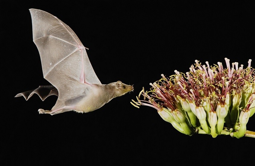الصين.. اكتشاف فيروسين خطيرين في الخفافيش!