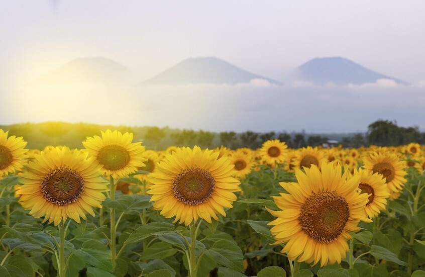 للنباتيين.. لحم مبتكر من دقيق عباد الشمس