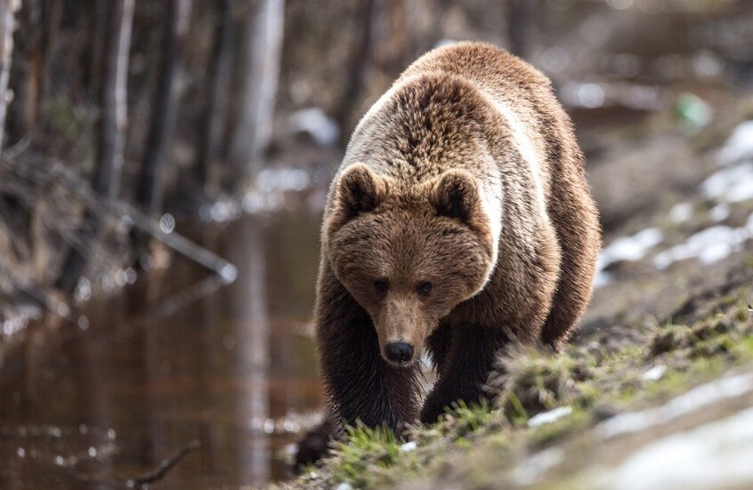 بيلاروس.. السماح بصيد الدببة لأول مرة منذ عام 1990