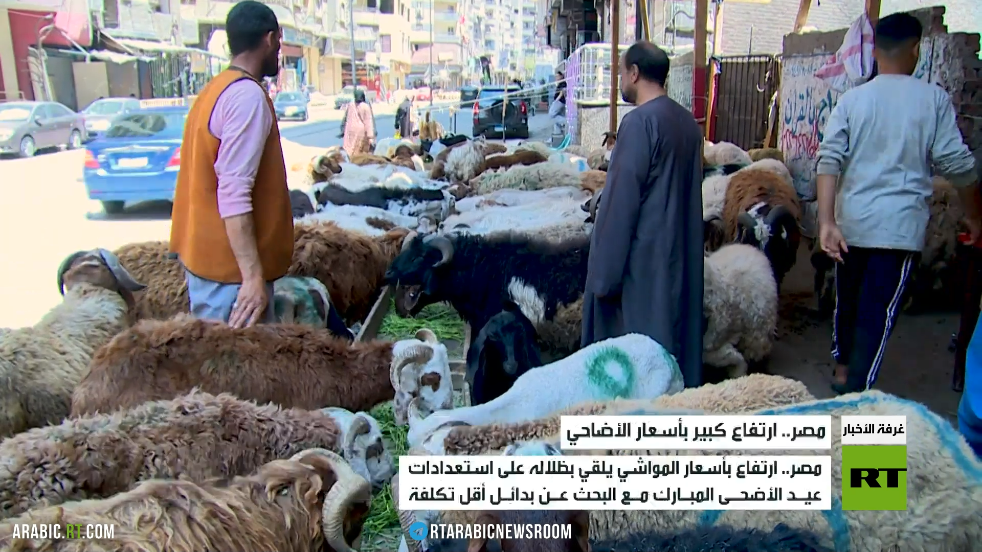 مصر.. ارتفاع كبير بأسعار الأضاحي