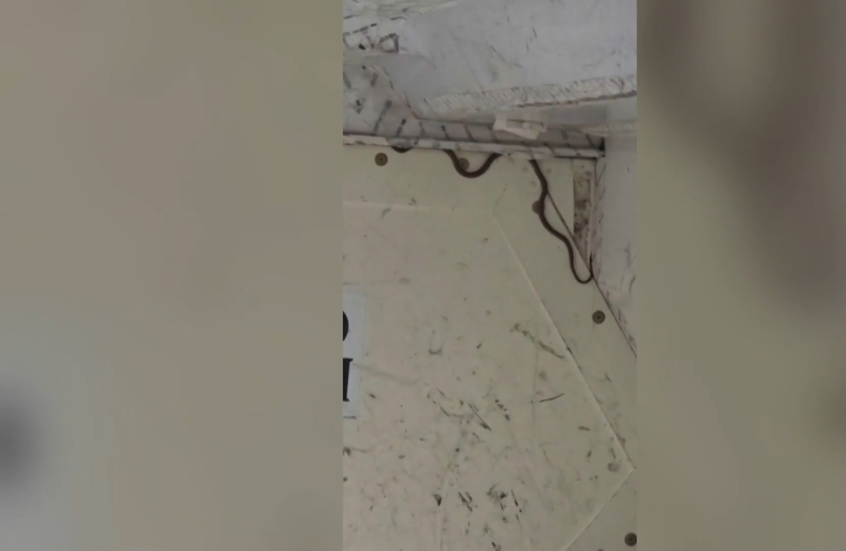 شاهد.. ثعبان على متن طائرة يتسبب في تأخير رحلة في أستراليا