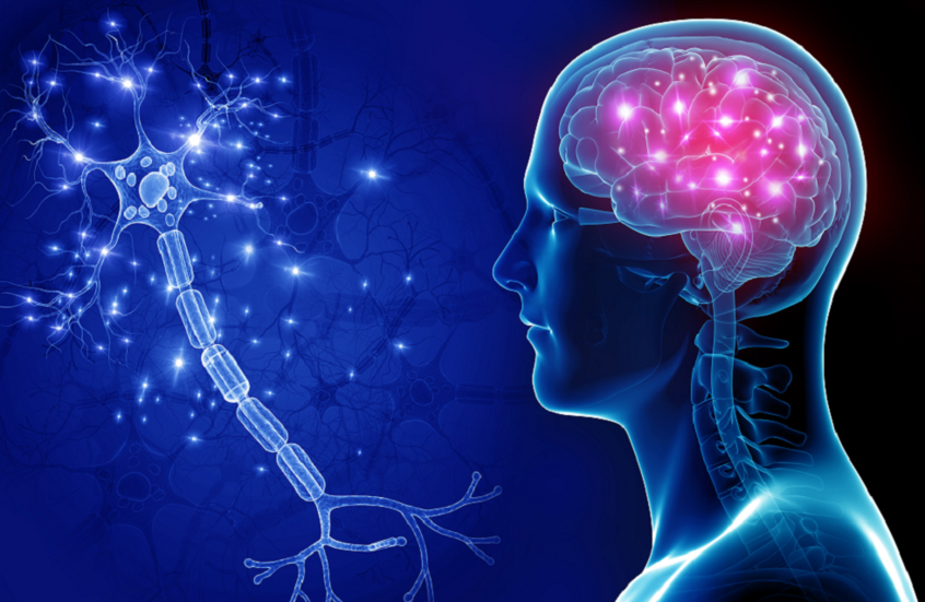 اكتشاف غير مسبوق يدحض اعتقادا سائدا عن تطوّر الدماغ البشري