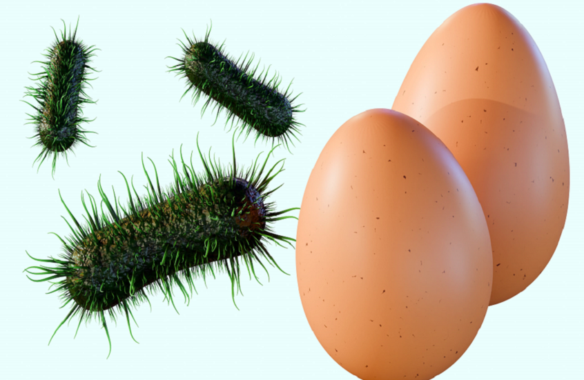 FDA الأمريكية تصدر أخطر تحذير بشأن بيض ملوث قد يهدد الحياة