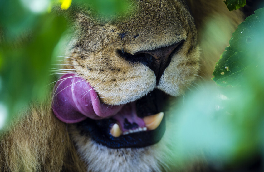 مشاهد مرعبة.. أسد يقفز فوق جدار ويهاجم امرأة وطفلين (فيديو)