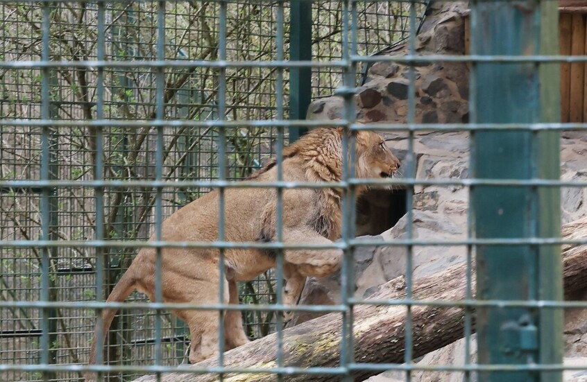 أسد يهاجم امرأة في حديقة للحيوان بأستراليا (فيديو)