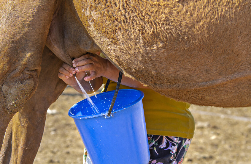 اكتشاف فوائد غير متوقعة لحليب الإبل في مكافحة مرض يصيب الملايين حول العالم