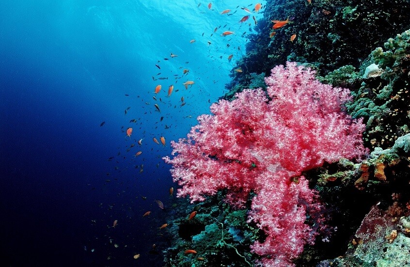 الثيروكسين.. أمل جديد لإنقاذ الشعاب المرجانية