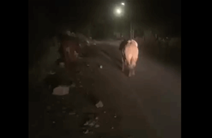 أبقار إسرائيلية في جنوب لبنان وبلدية بيت ليف تصدر بيانا تحذيريا بشأنها (صور + فيديو)