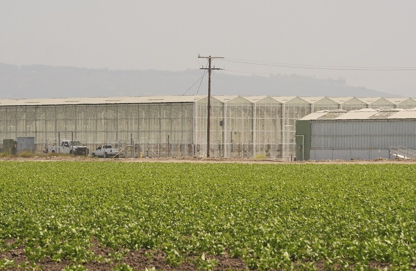 في أول حادث من نوعه.. وفاة عامل جراء مداهمة مكتب الهجرة والجمارك لمزرعة في كاليفورنيا الأمريكية