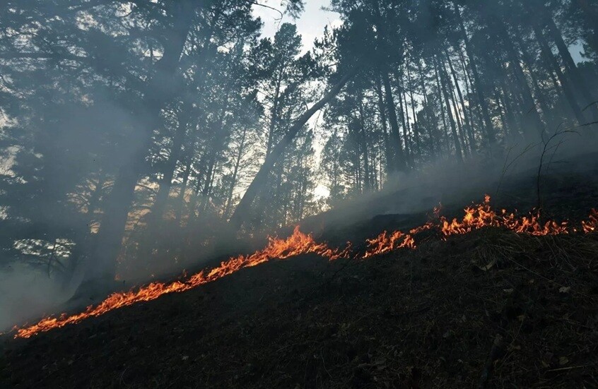 حريق غابات يلتهم 30 هكتارا من الحقول في مقاطعة روستوف الروسية ـ فيديو