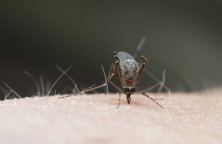 7 أمراض قاتلة ينقلها البعوض