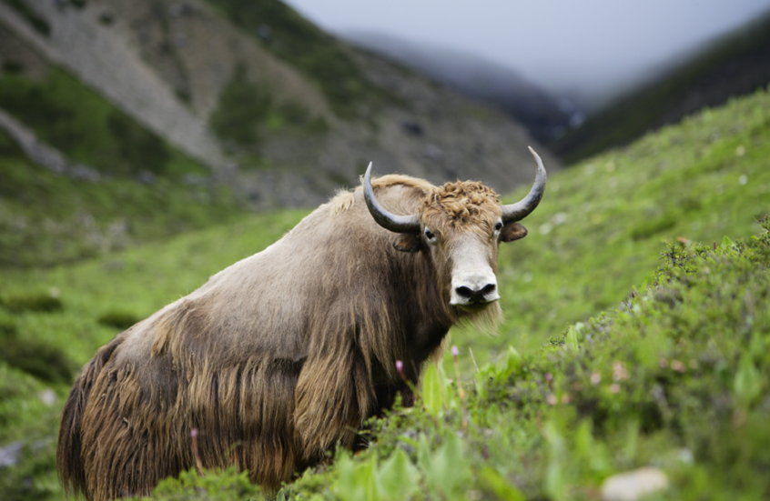 إنجاز علمي جديد.. ولادة أول حيوان ياك مستنسخ في التبت