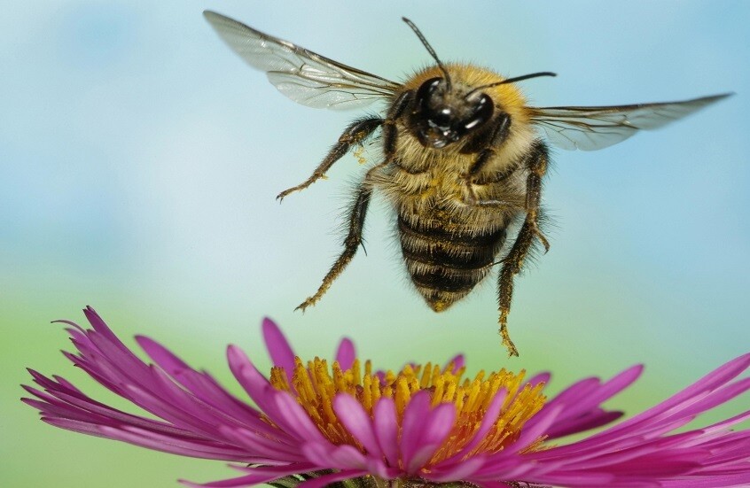 إنجاز هام في تكنولوجيا الأعصاب.. علماء صينيون يبتكرون نحلة سايبورغ